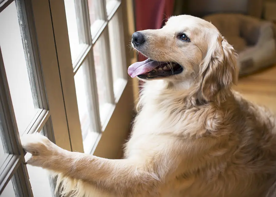 How To Fix Dog Scratches On Wood Door